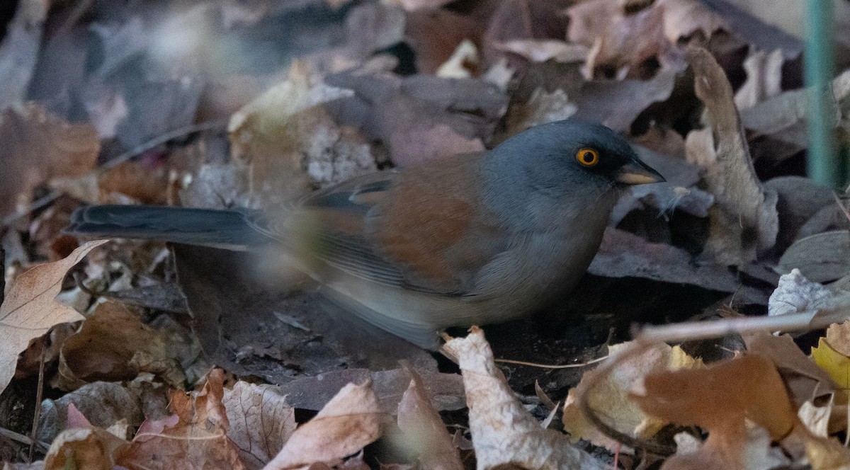 Yellow-eyed Junco - ML646631916