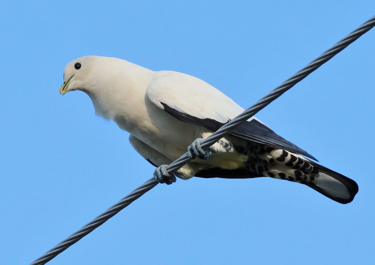 Torresian Imperial-Pigeon - ML646631920