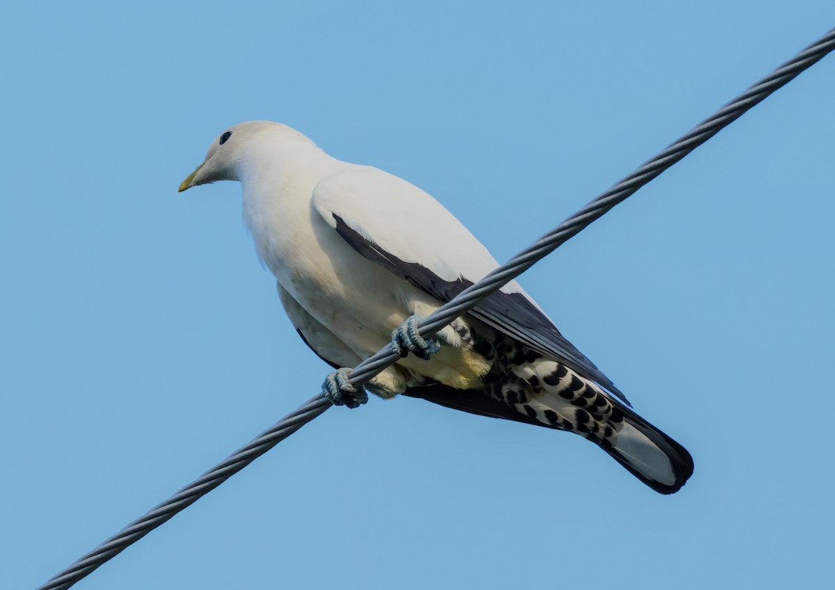 Torresian Imperial-Pigeon - ML646631921