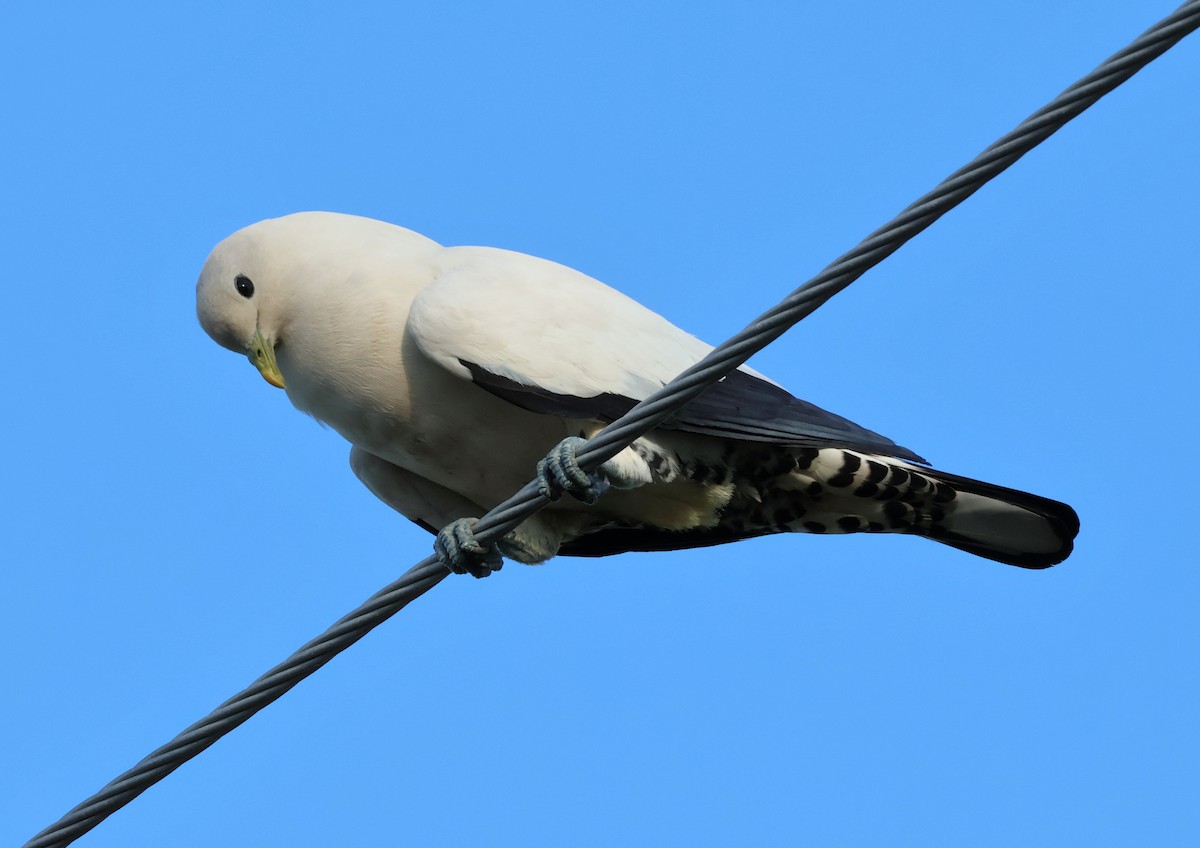 Torresian Imperial-Pigeon - ML646631922