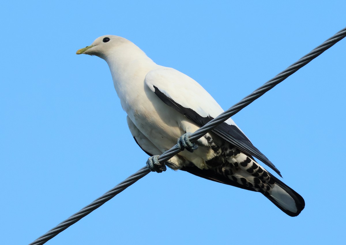 Torresian Imperial-Pigeon - ML646631926