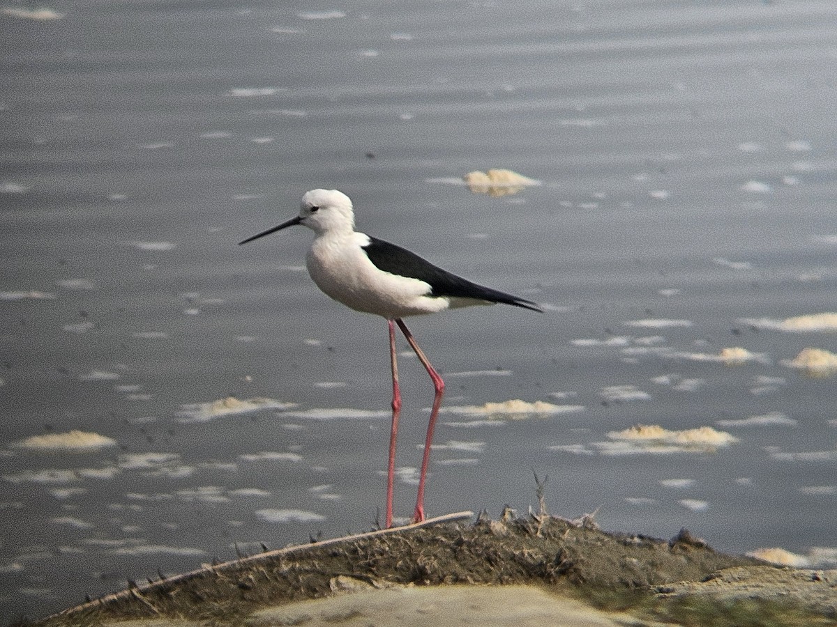 Black-winged Stilt - ML646631927