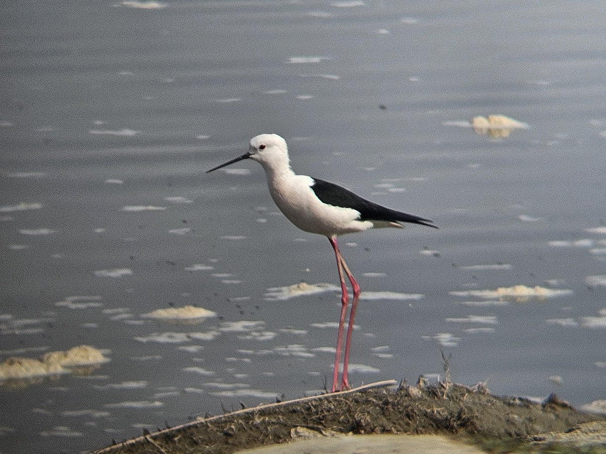 Black-winged Stilt - ML646631928