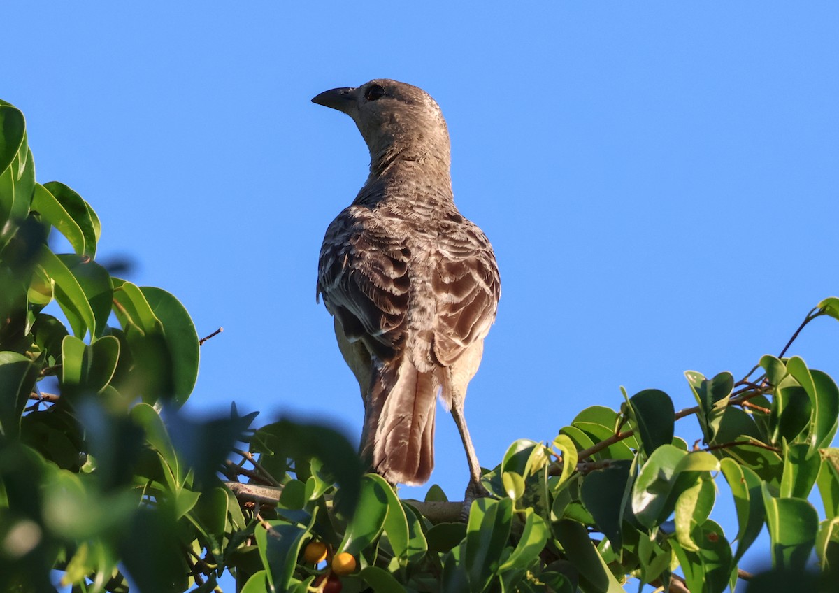 Great Bowerbird - ML646631929