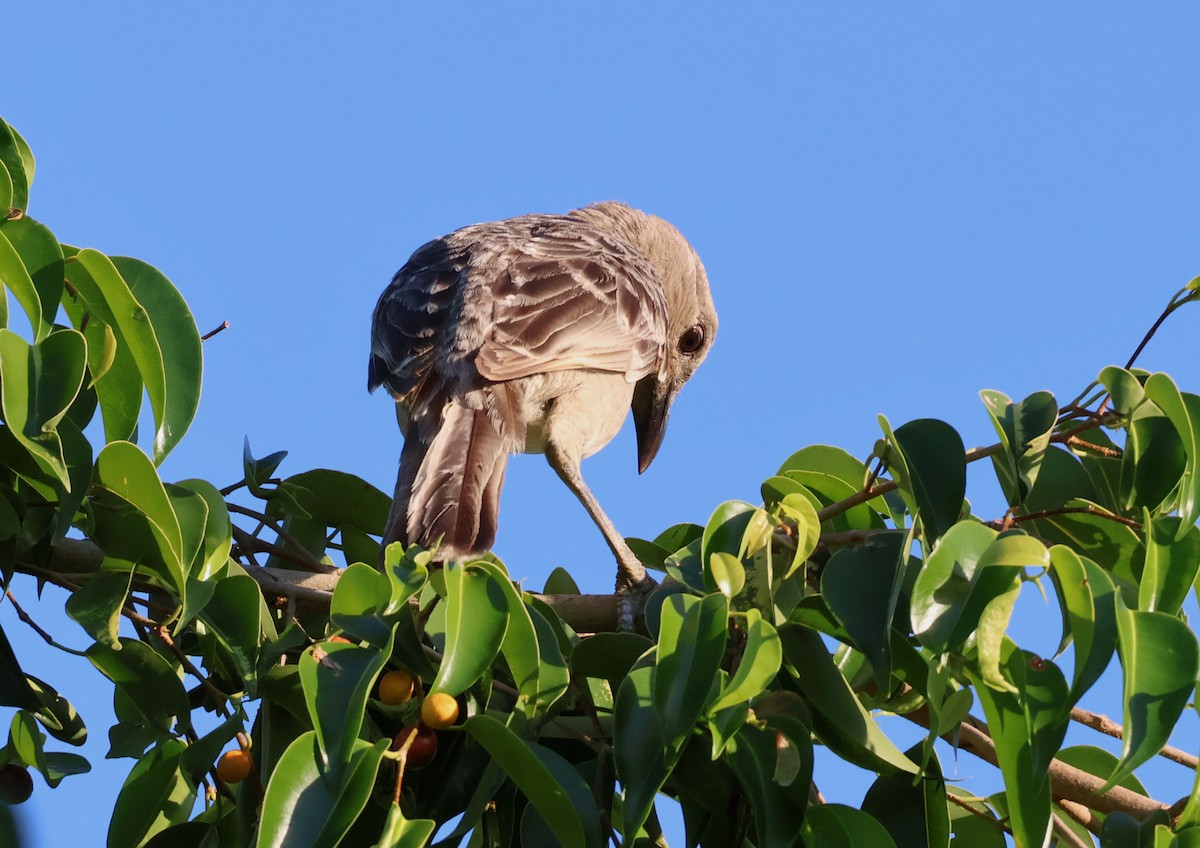 Great Bowerbird - ML646631930