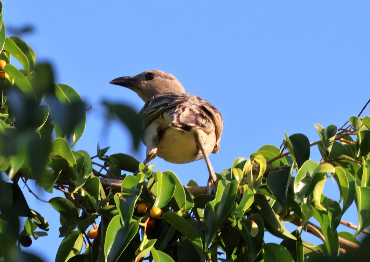 Great Bowerbird - ML646631931