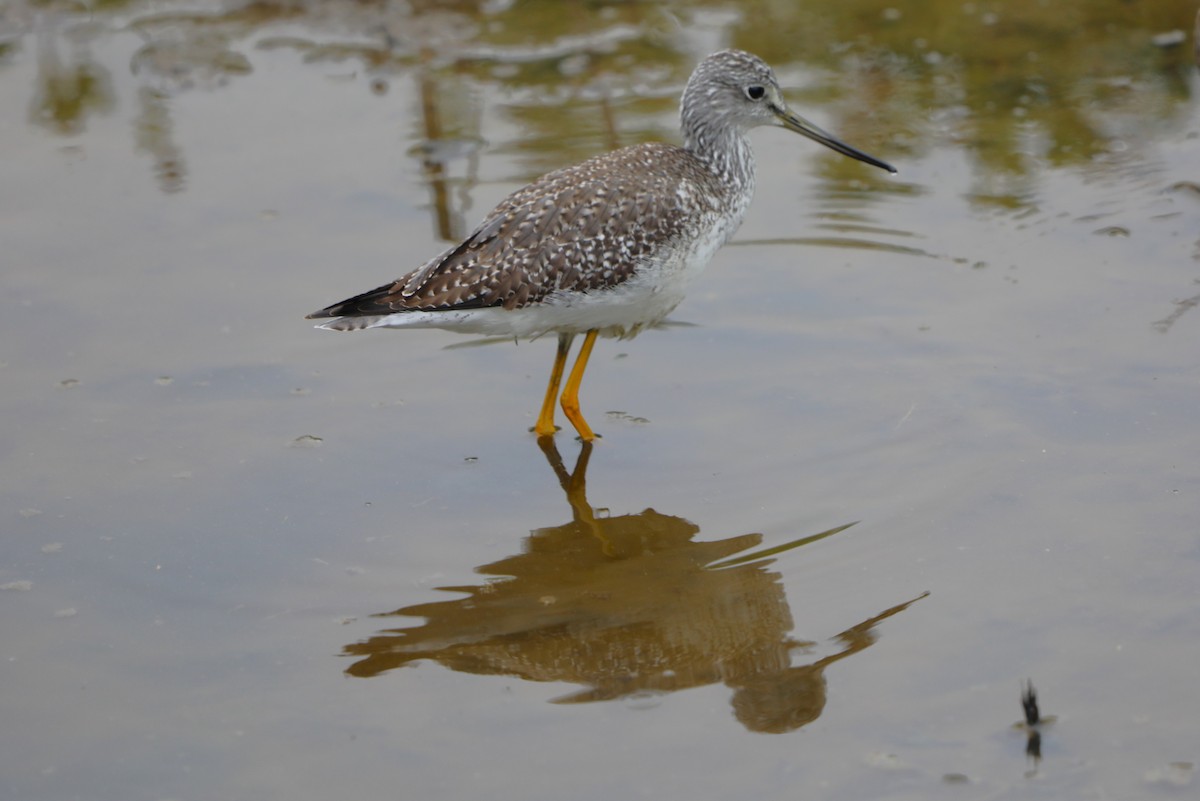 Greater Yellowlegs - ML646631932