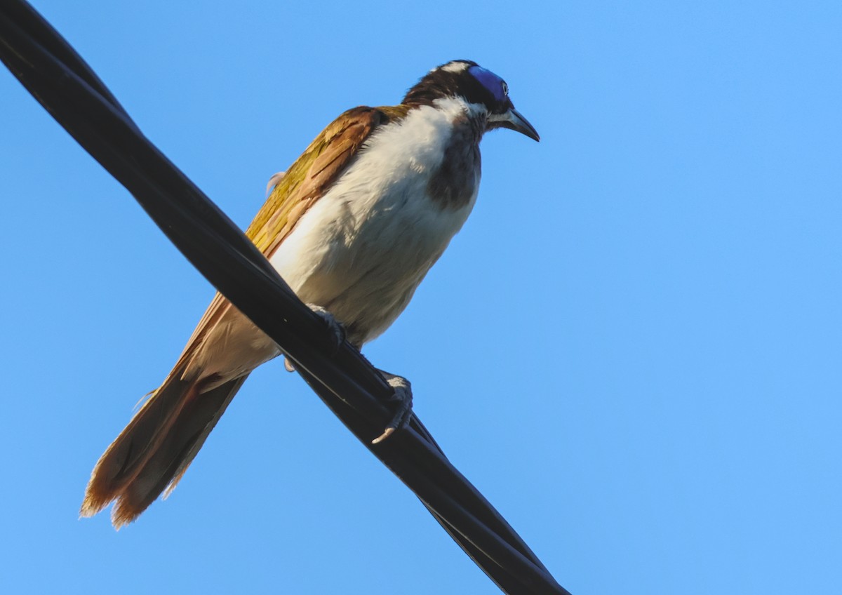 Blue-faced Honeyeater (Blue-faced) - ML646631934