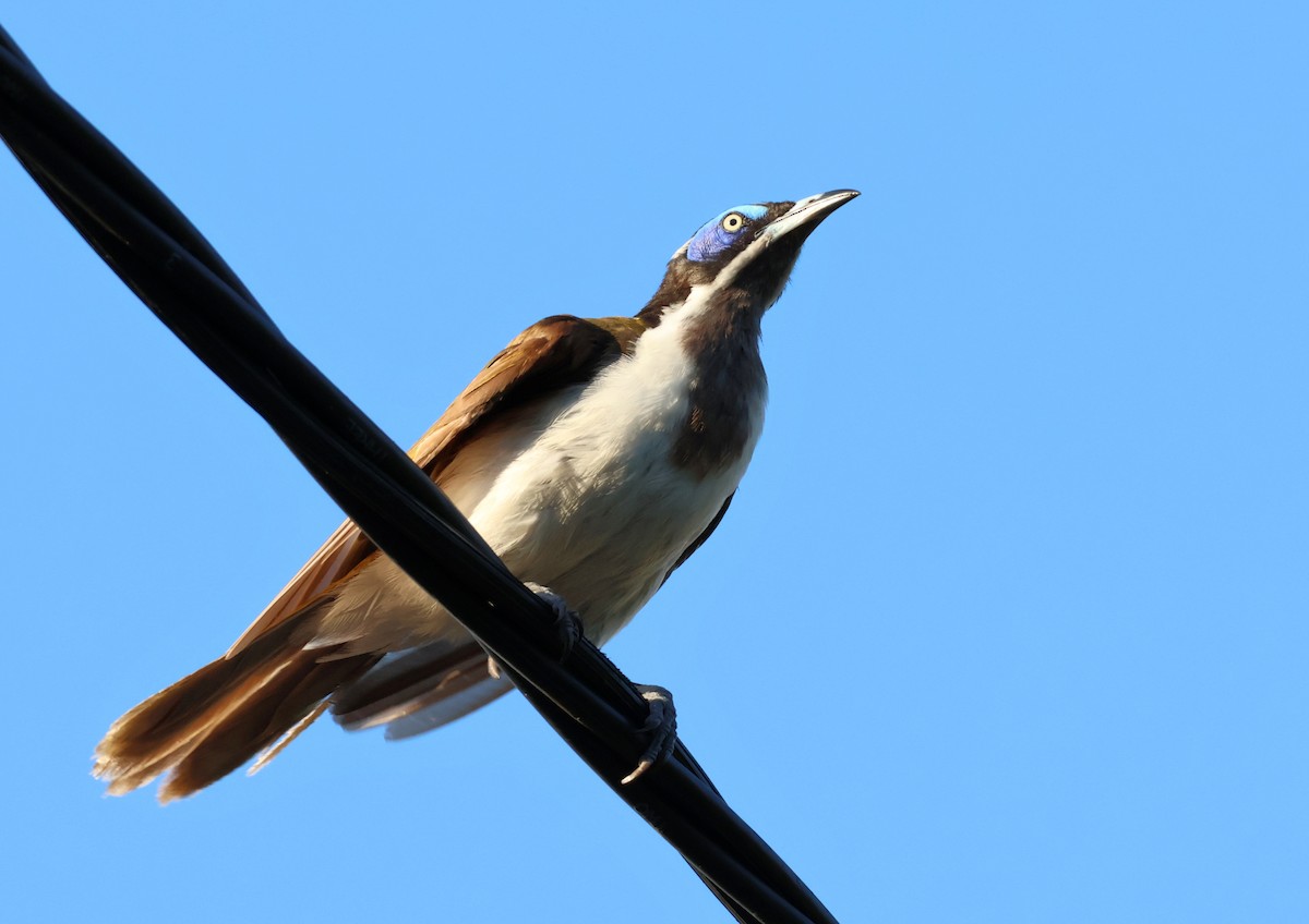 Blue-faced Honeyeater (Blue-faced) - ML646631935