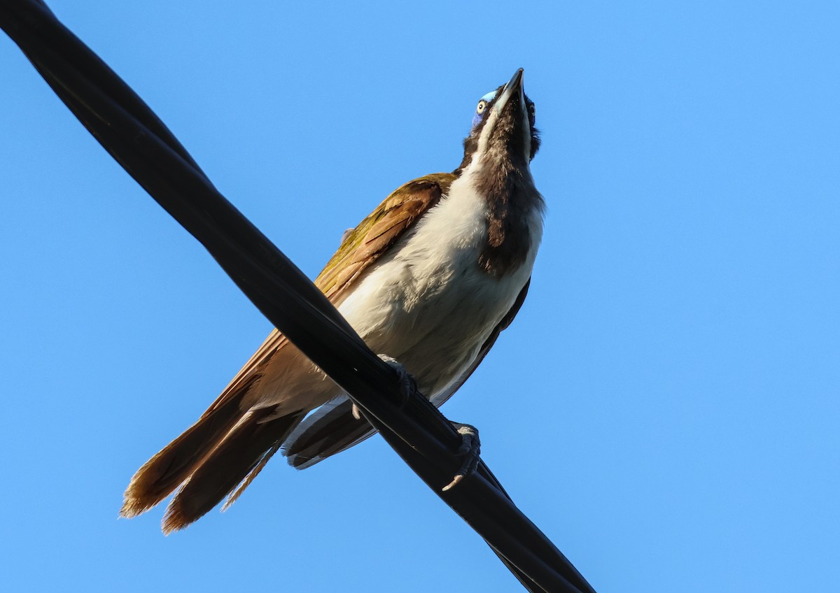 Blue-faced Honeyeater (Blue-faced) - ML646631936