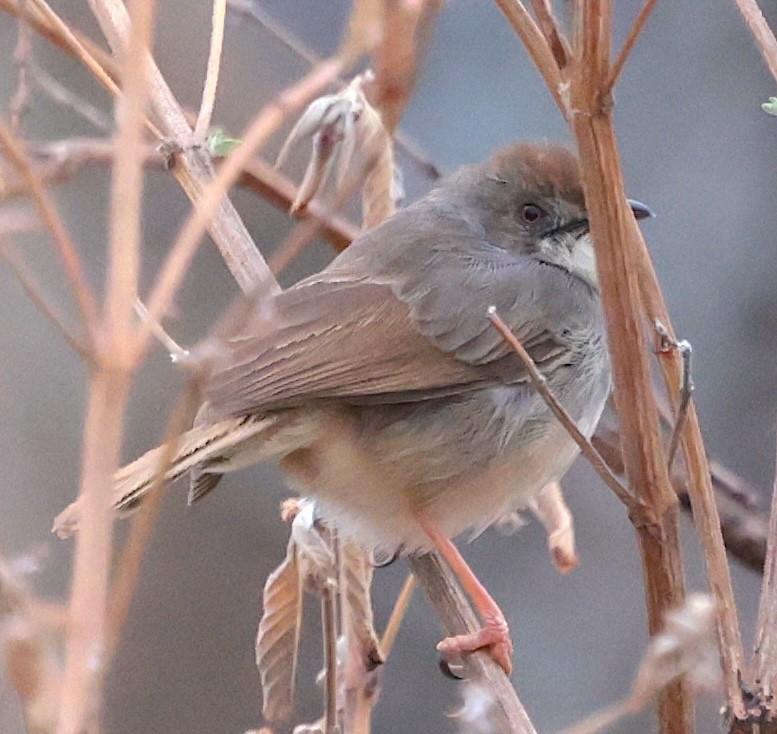 Cistícola de Woosnam - ML646631937
