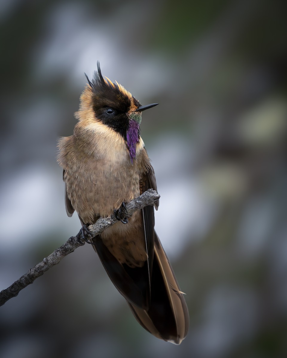 Buffy Helmetcrest - ML646631941