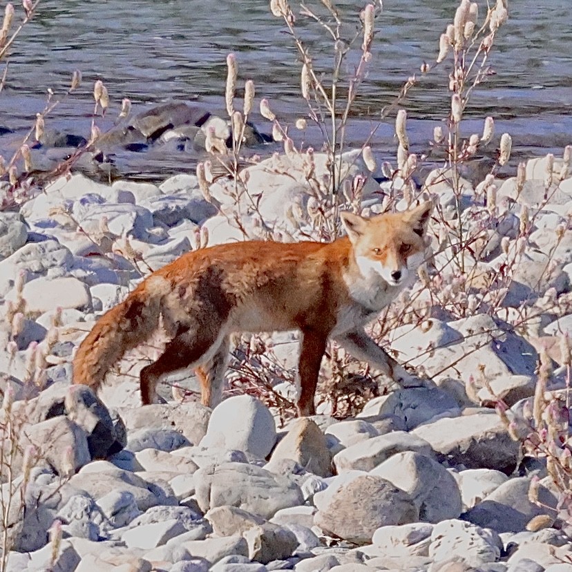 Animales - ML646631943