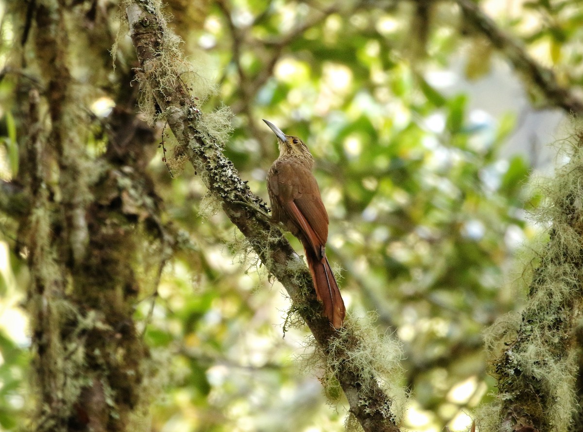 Strong-billed Woodcreeper - ML646631944