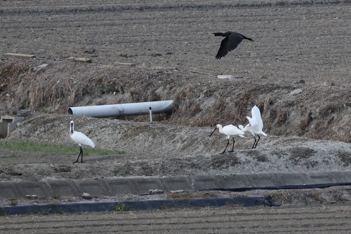 鸕鷀 - ML646631945