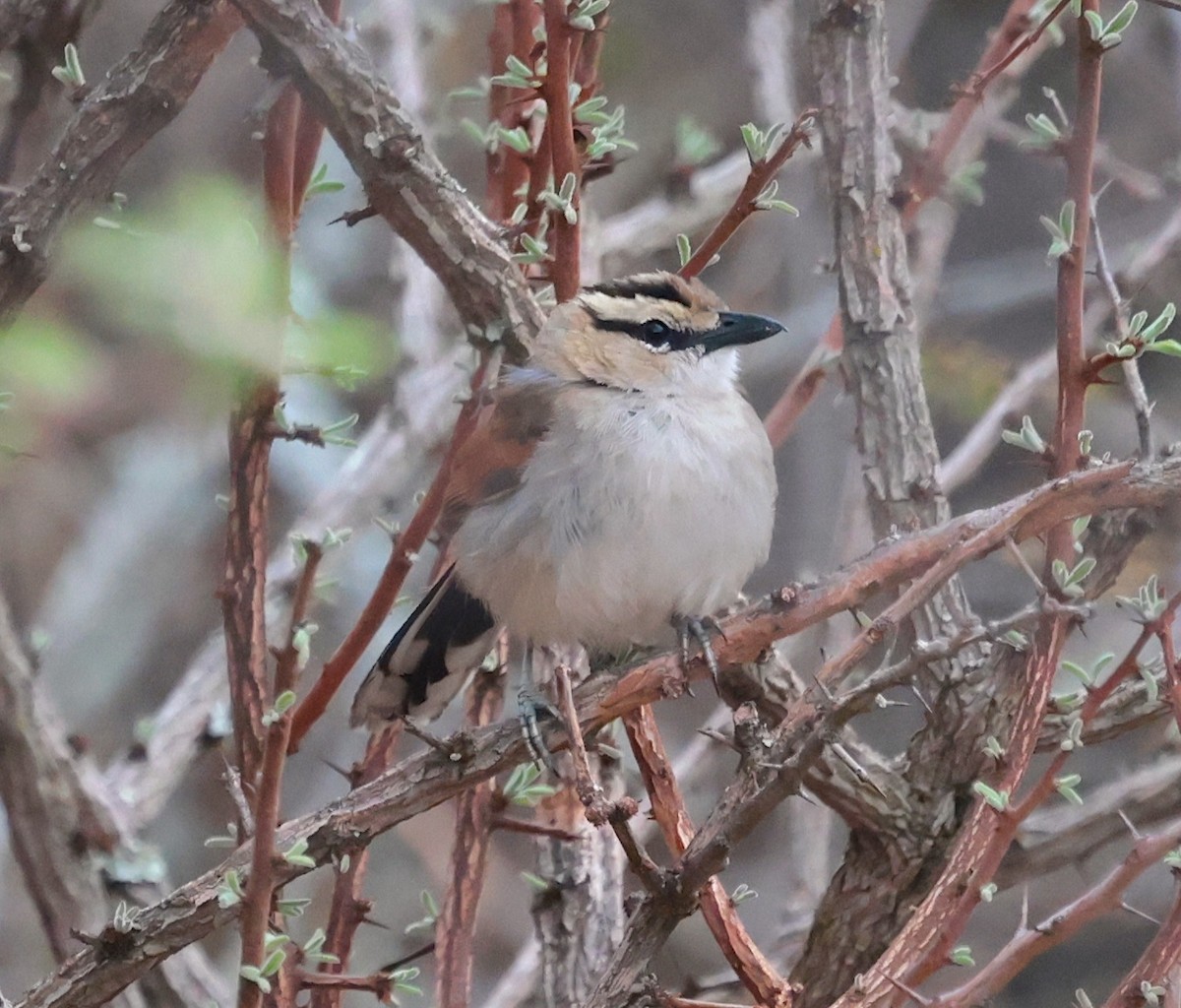 Chagra Coroniparda - ML646631946