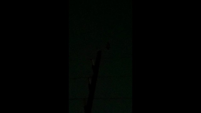 Пугач віргінський - ML646631947