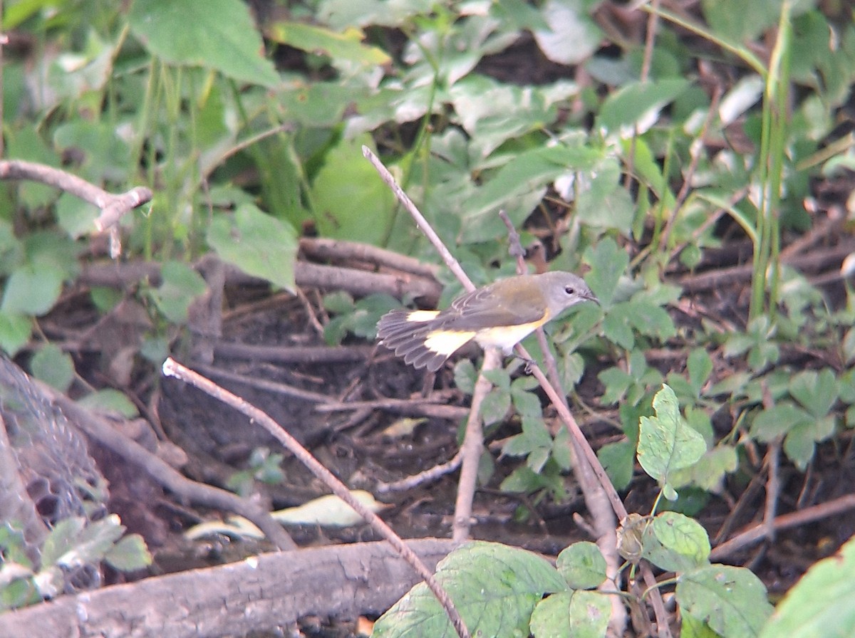 סבכון חכלילי - ML646631954