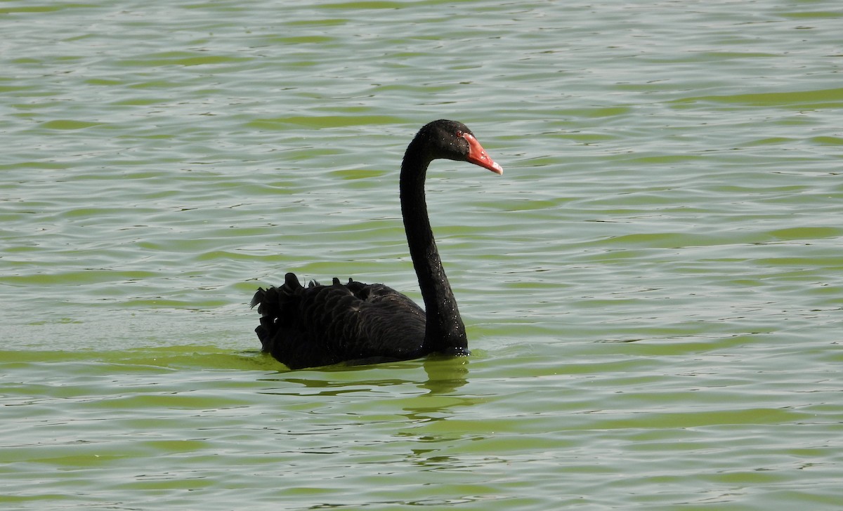 Black Swan - ML646631956