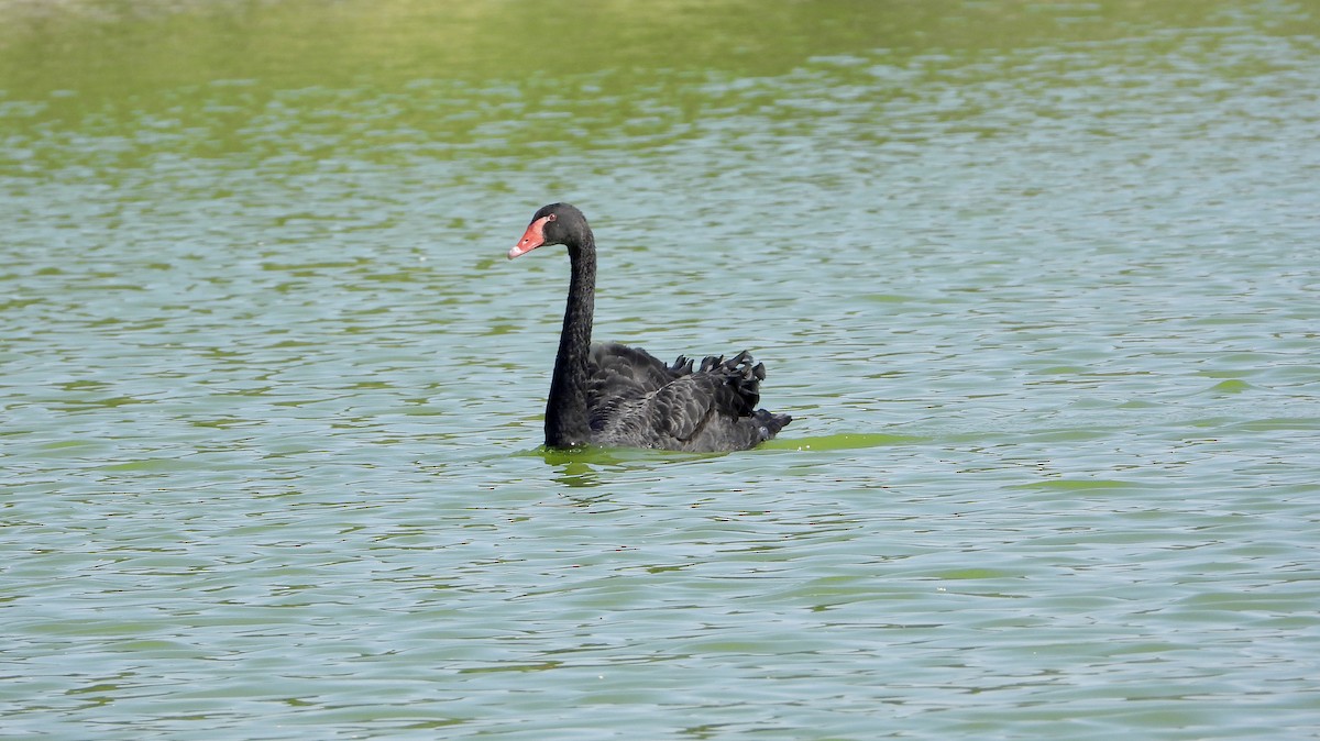 Black Swan - ML646631957