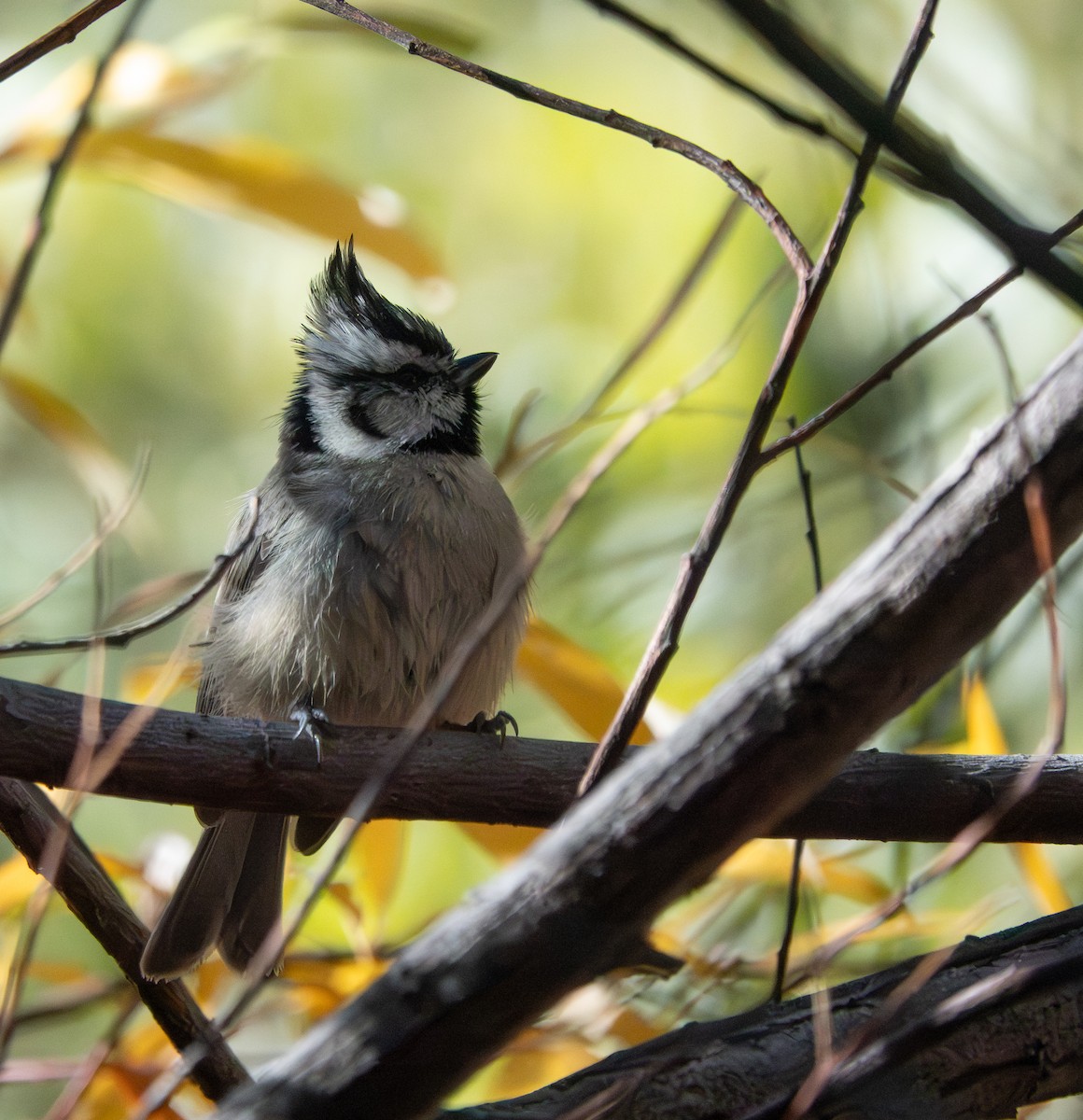 Bridled Titmouse - ML646631959