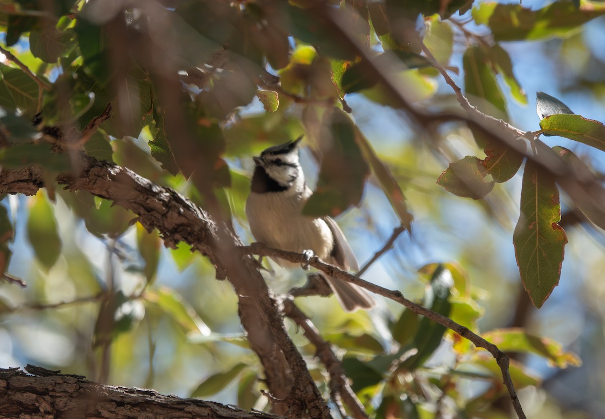 Bridled Titmouse - ML646631960