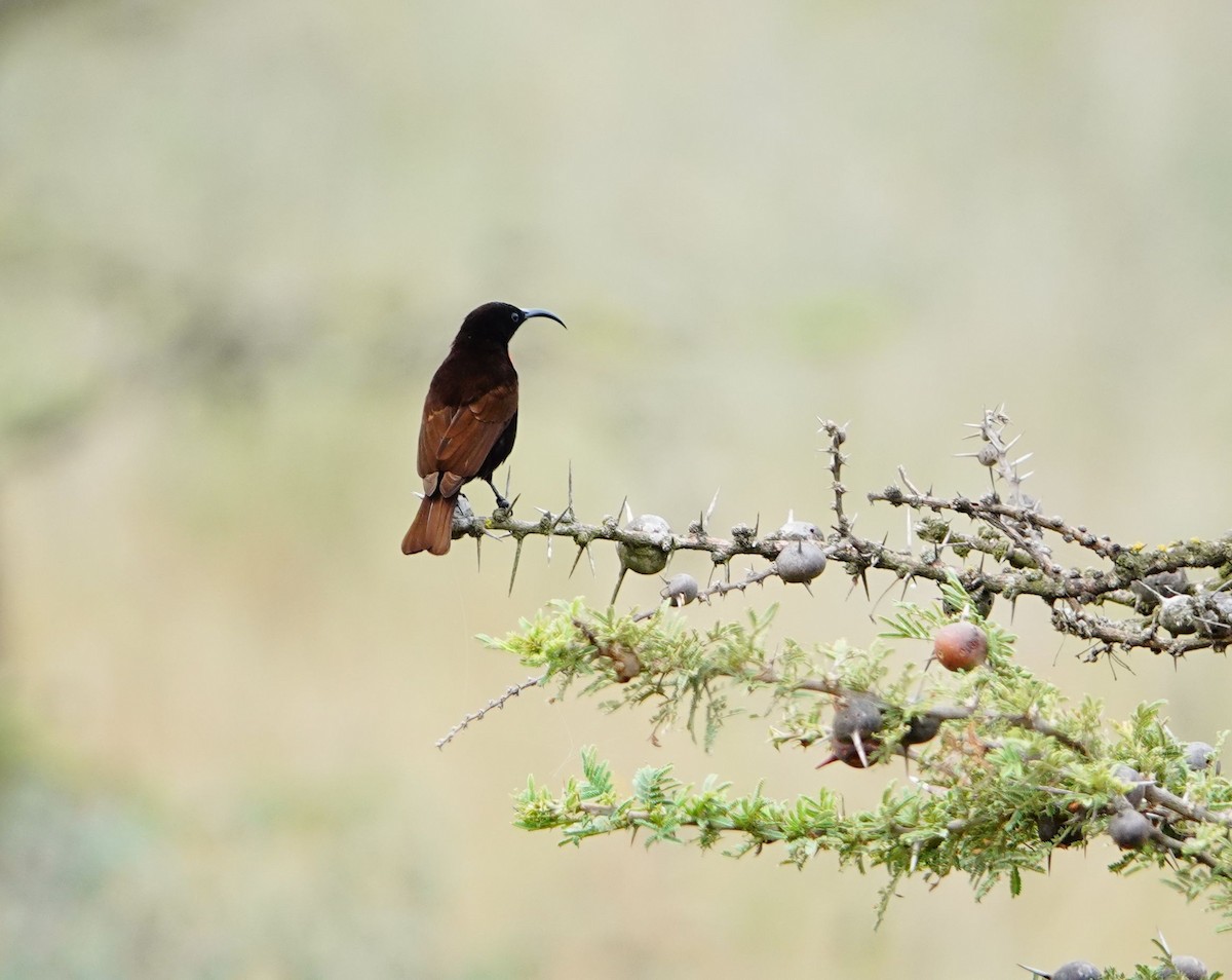 Scarlet-chested Sunbird - ML646631963