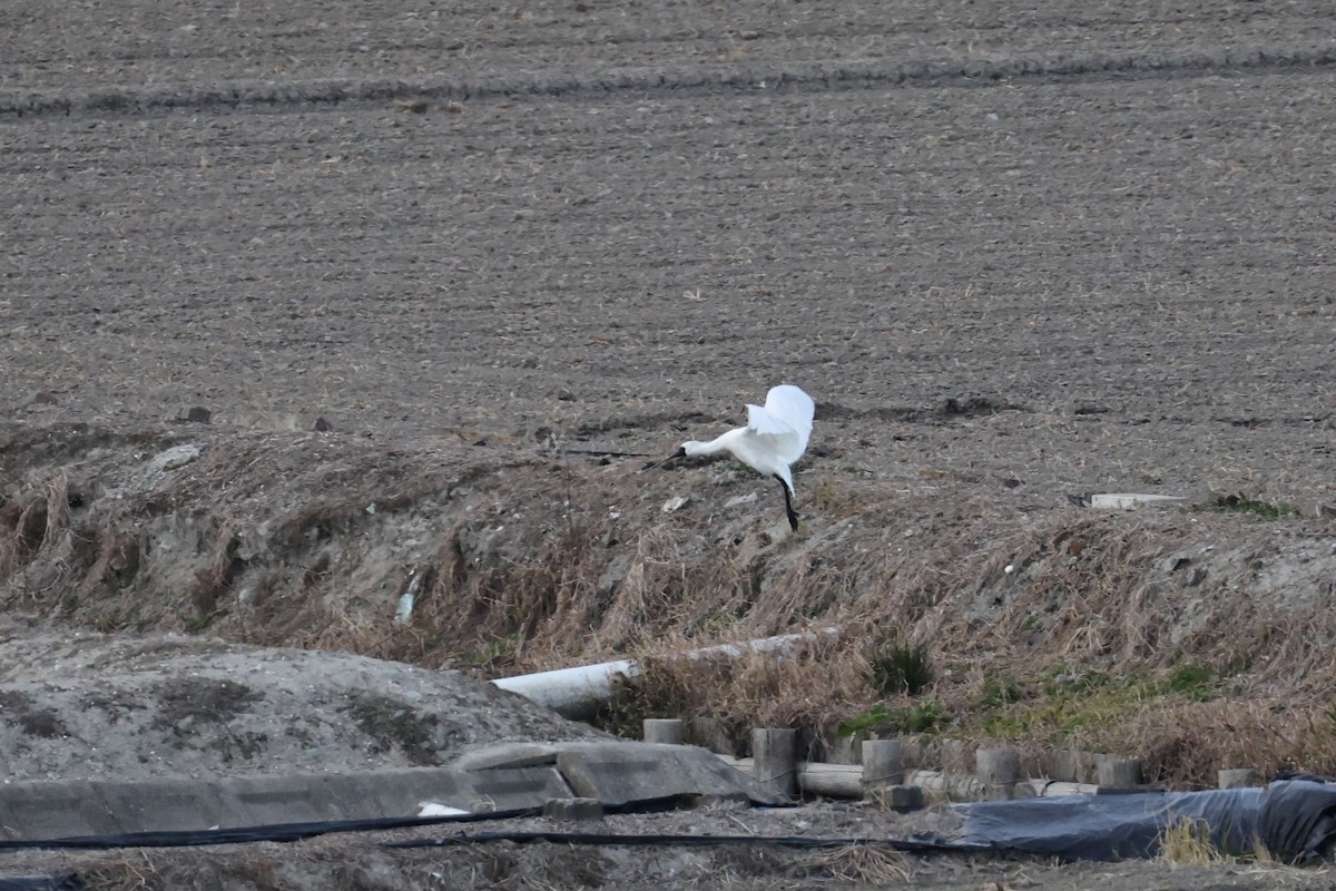 黑面琵鷺 - ML646631964