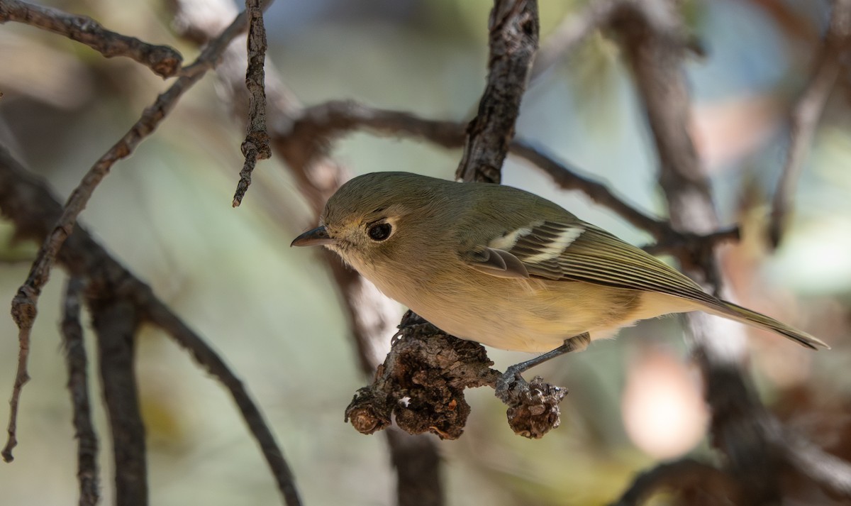 Hutton's Vireo - ML646631965