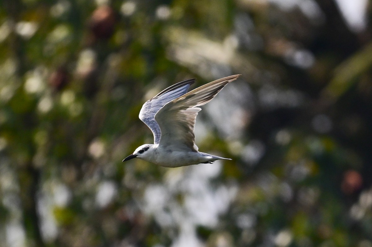 Weißbart-Seeschwalbe - ML646631971