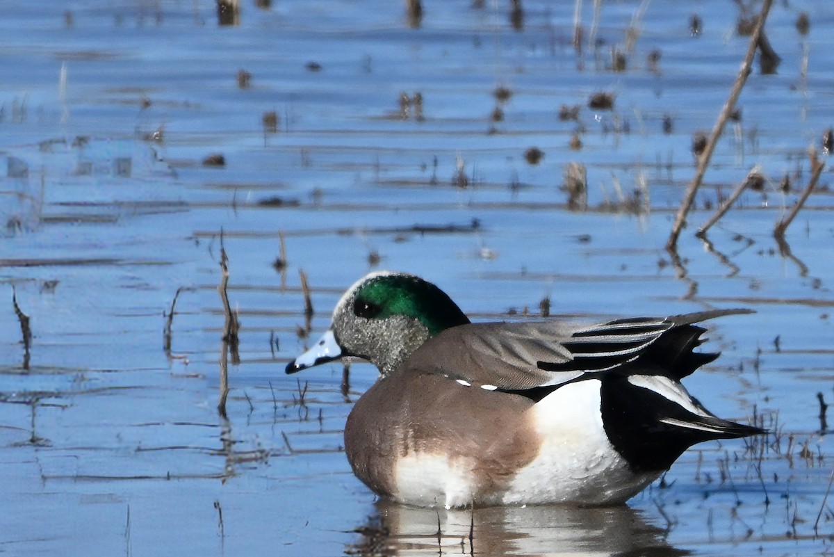 Canard d'Amérique - ML646631972