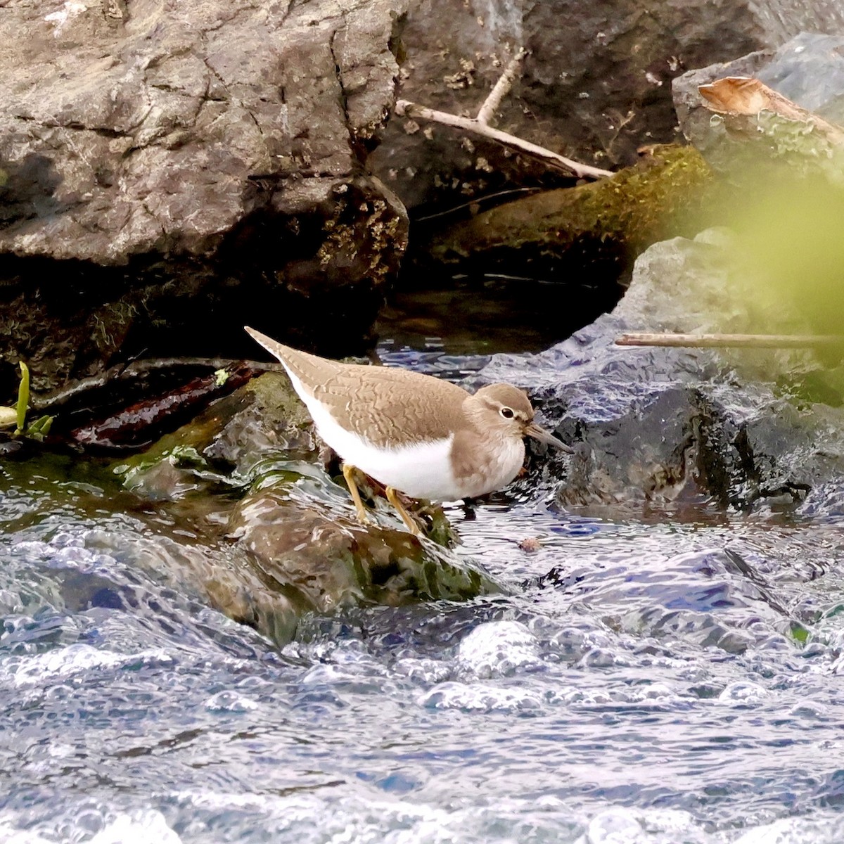 磯鷸 - ML646631973