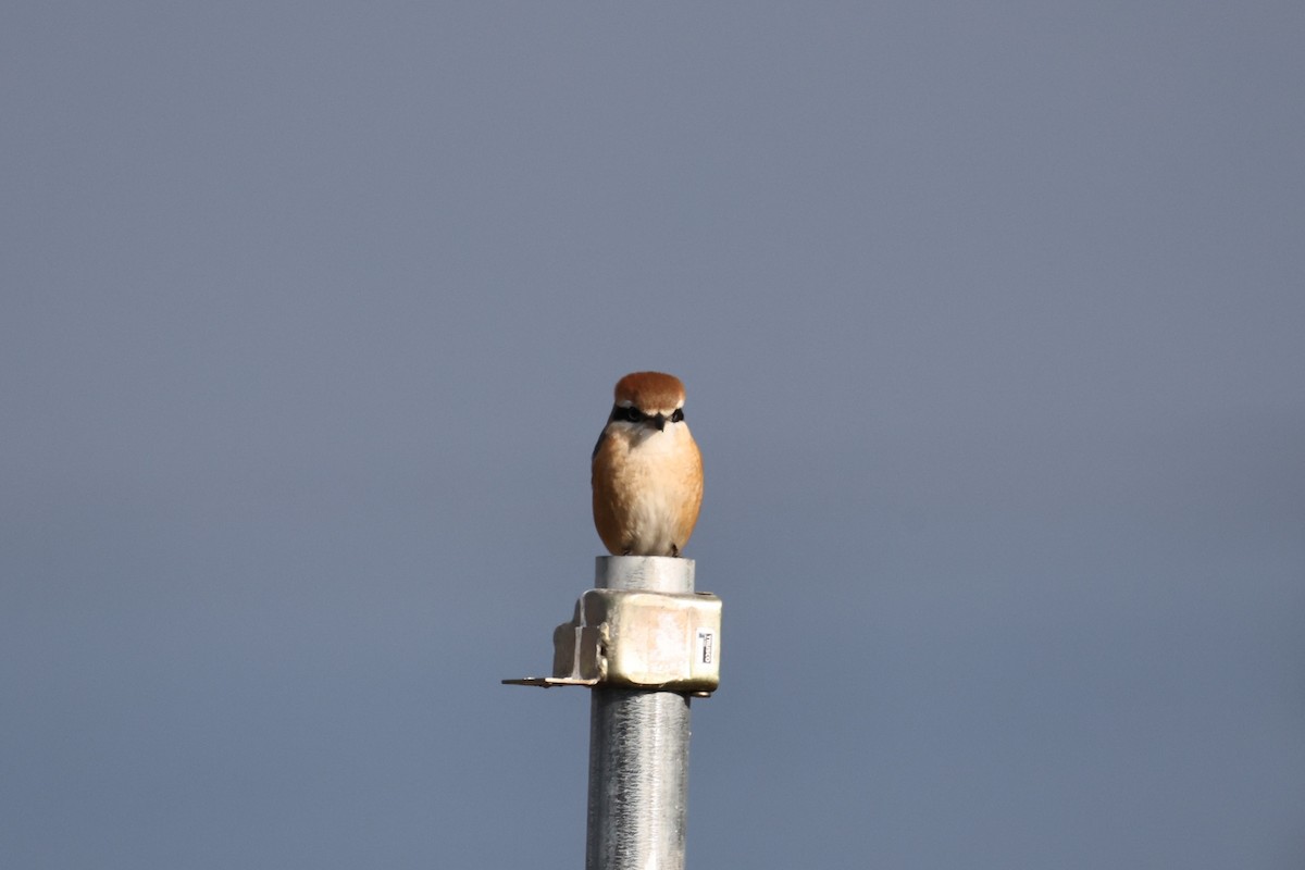 紅頭伯勞 - ML646631974