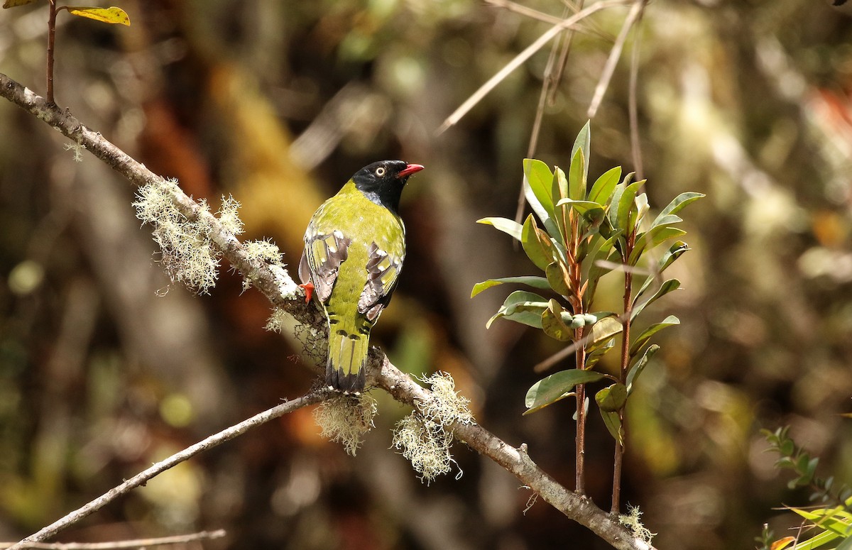 Barred Fruiteater - ML646631983