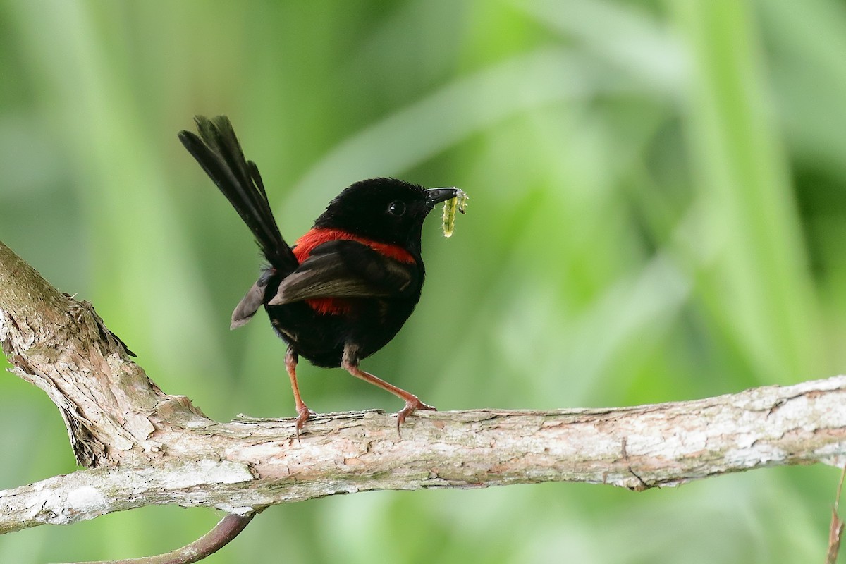 Red-backed Fairywren - ML646631985