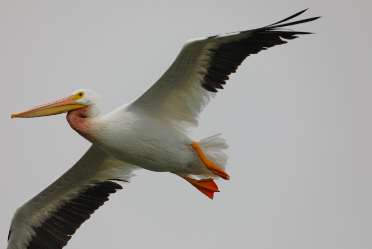American White Pelican - ML646631986