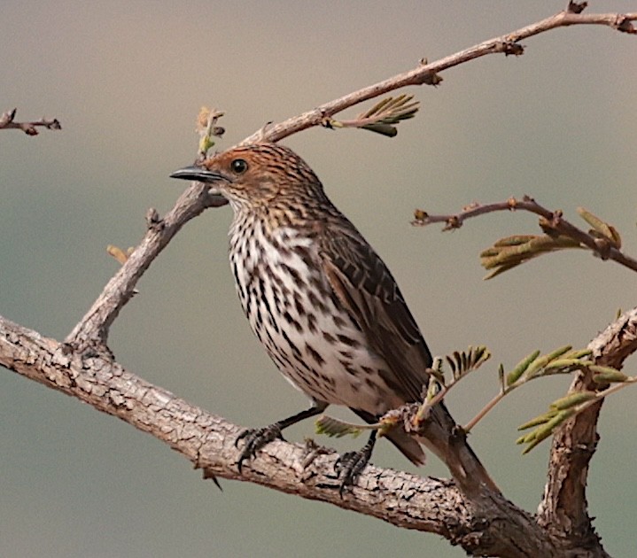 Estornino Amatista - ML646631987