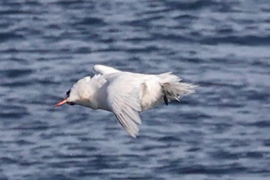 Rabijunco Colirrojo - ML646631989