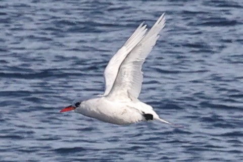 Rabijunco Colirrojo - ML646631990