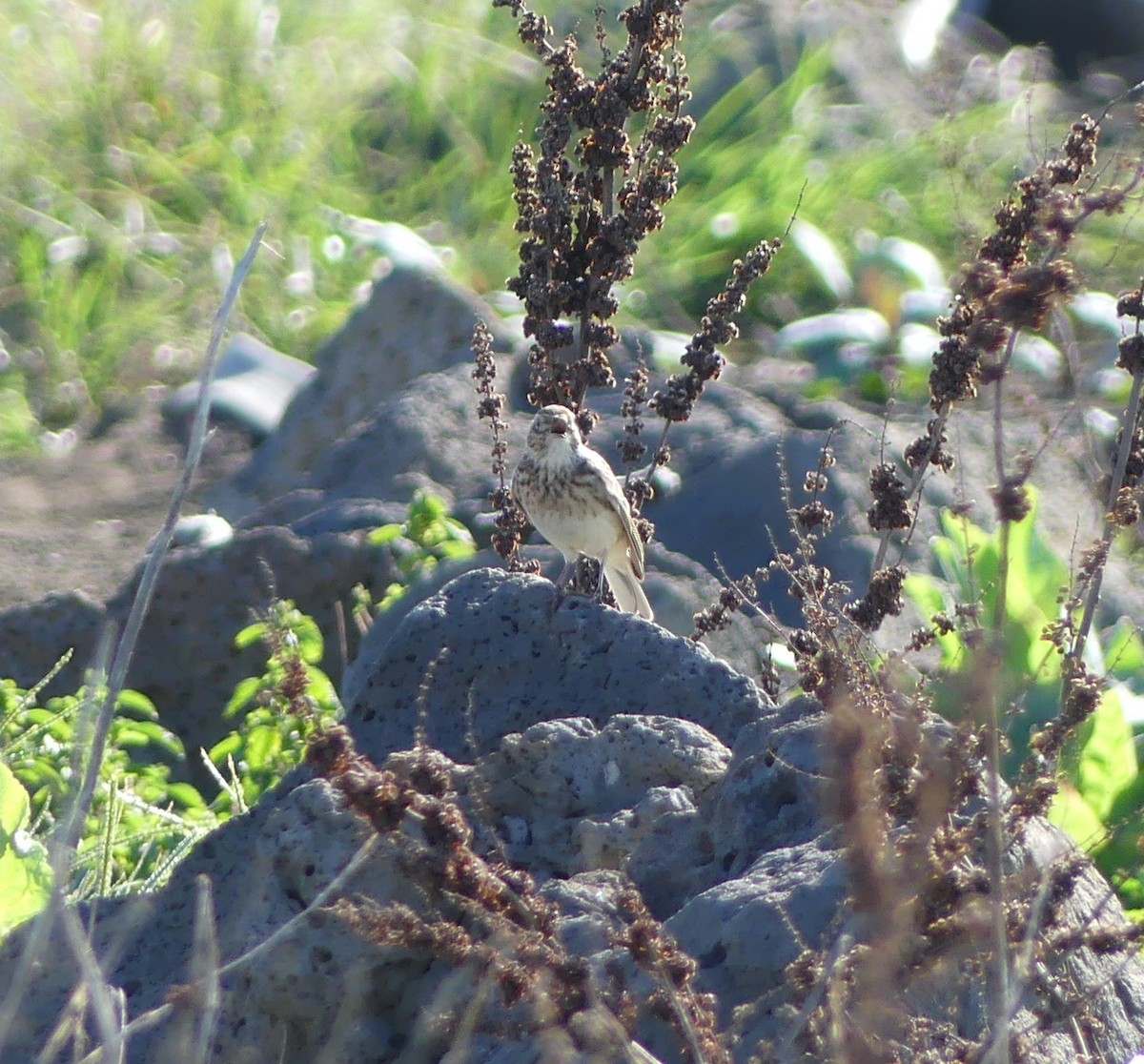 Eurasian Skylark - ML646631991