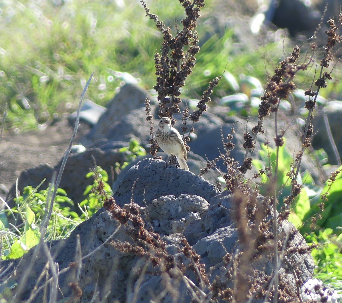 Eurasian Skylark - ML646631992