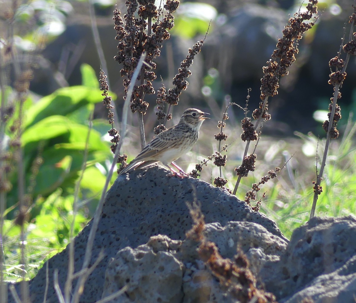 Eurasian Skylark - ML646631993
