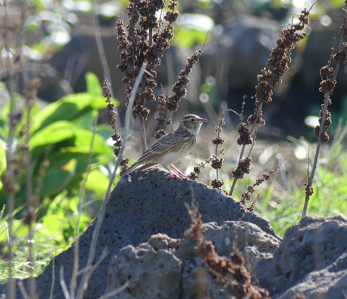 Eurasian Skylark - ML646631994