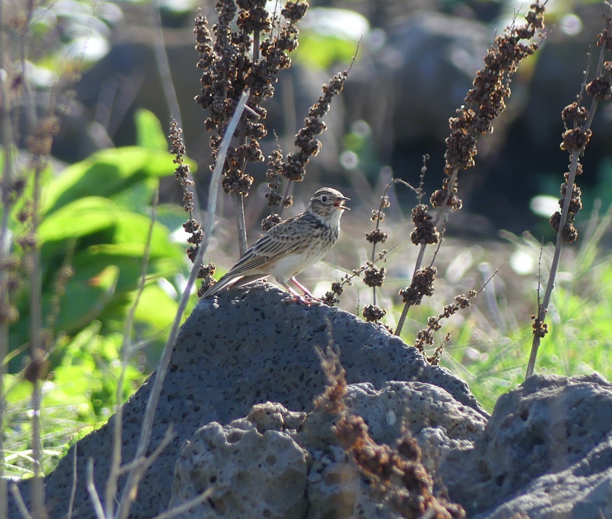 Eurasian Skylark - ML646631995