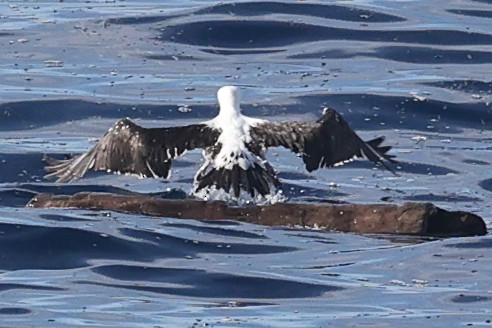 Piquero de Abbott - ML646631999