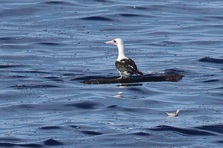 Piquero de Abbott - ML646632000