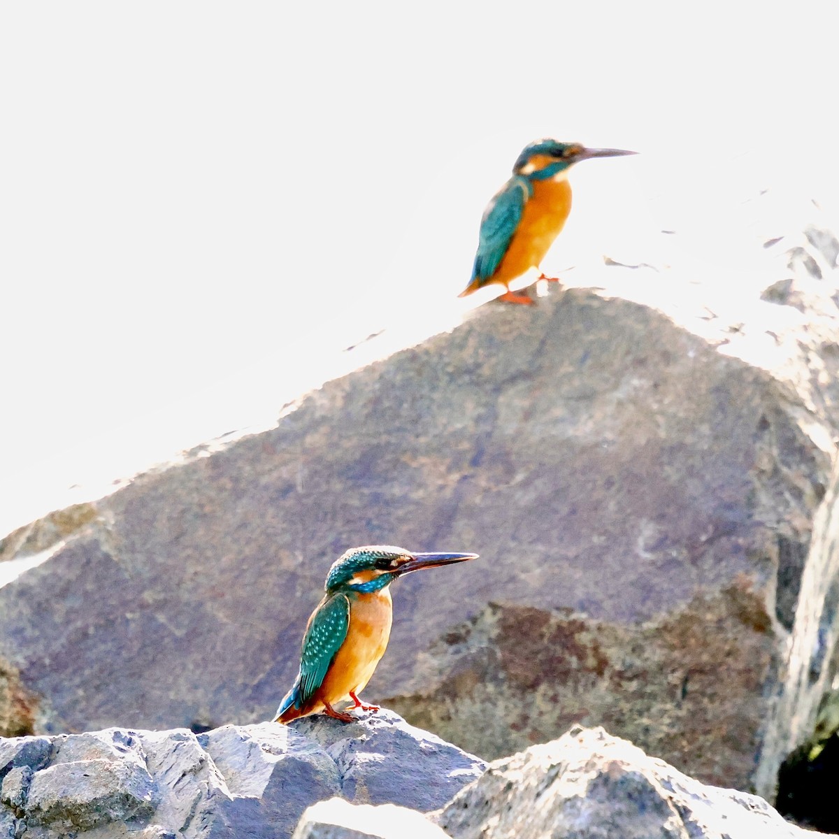 翠鳥 - ML646632001