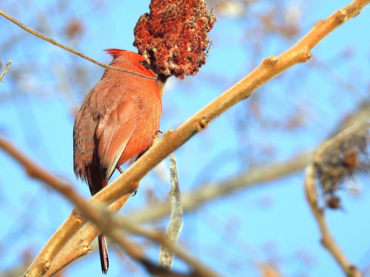 Kardinal arrunta - ML646632010