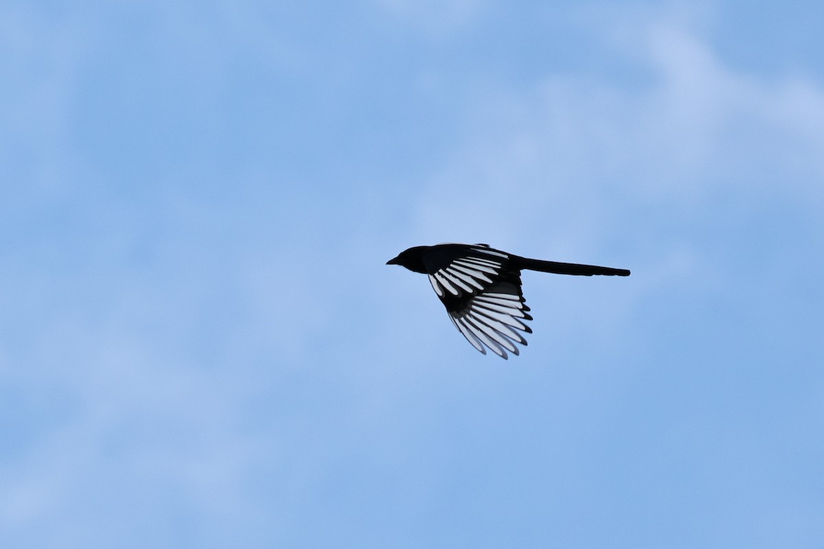 喜鵲 - ML646632011