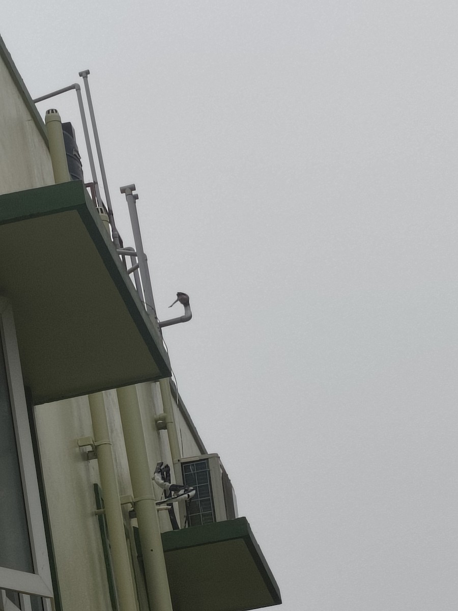 Rufous Treepie - ML646632013